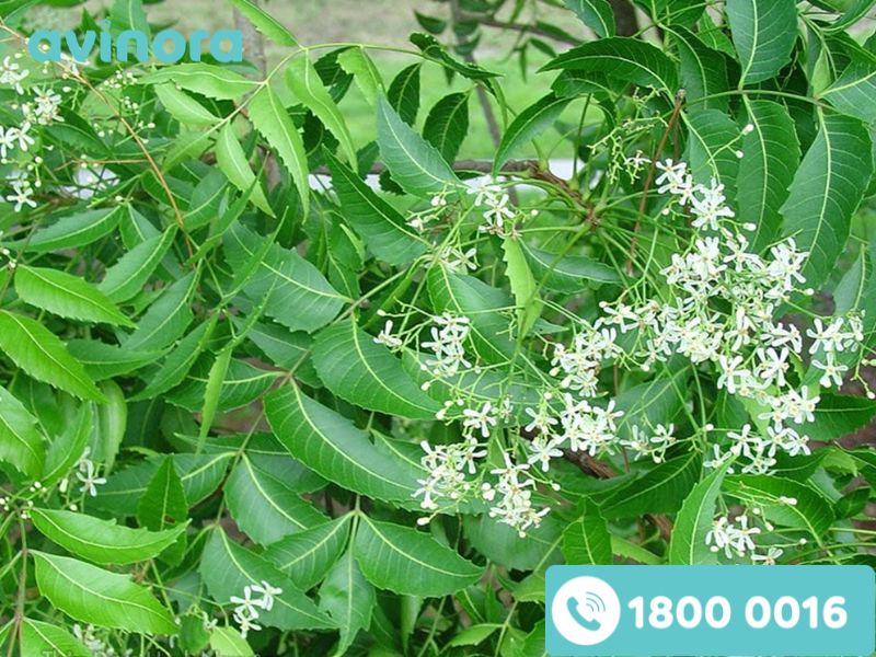 Chiết xuất lá neem thu được từ cây Azadirachta indica