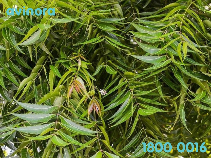 Chiết xuất lá nem hỗ trợ kháng khuẩn tự nhiên